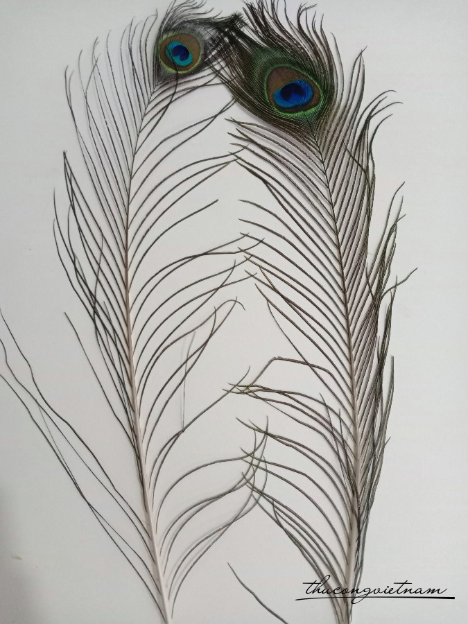 Lông công 70cm